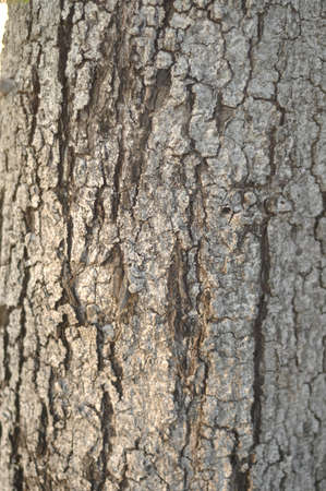 The bark of a tree in the garden .の写真素材