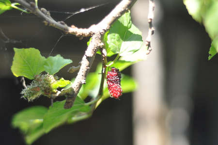 Mulberry red at the ends of branches .の写真素材