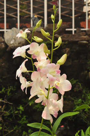White orchid pink glimpseの写真素材