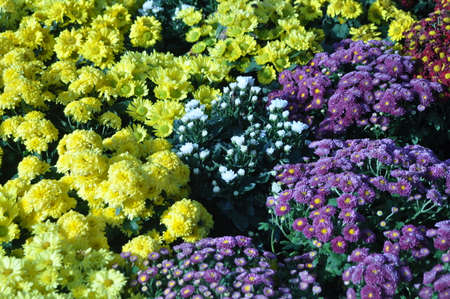 Chrysanthemum colorful flowers on sale in stores in Thailand.の写真素材