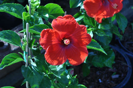 Hibiscus red flowers with green leaves in Maui, Hawaii , on a black background .の写真素材