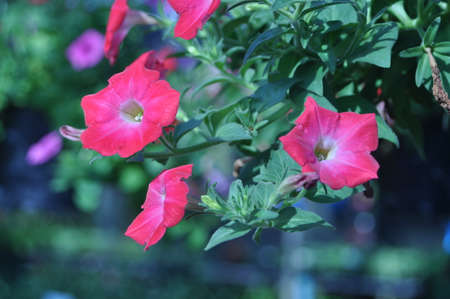 Red morning glory flower in gardenの写真素材