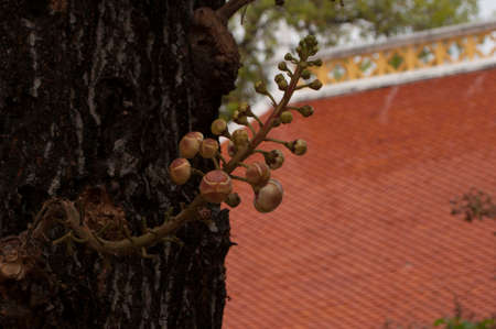 Cannonball tree in Wat Niwet Thammaprewatの写真素材