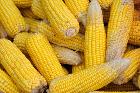 Color sweet corn Yellow Thailandの写真素材