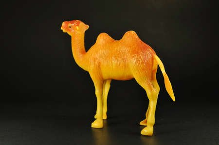 Toy camel brown on blackの写真素材
