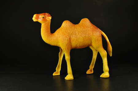Toy camel brown on blackの写真素材