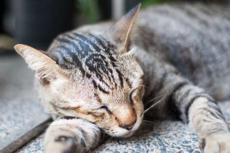 Tiger Cat is sleeping Imaging devises resolution on the page and let the rest of the image blurred .の写真素材