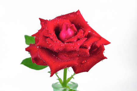 Red roses on a white backgroundの写真素材