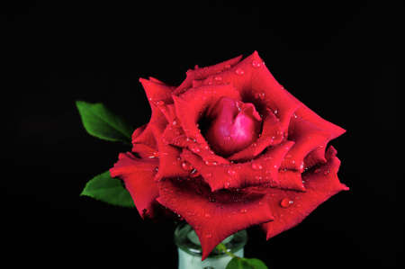 Red roses on a black backgroundの写真素材
