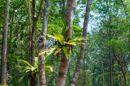 Bird's nest fern growing on a tree in the forest . The photograph on the Bird's nest fern leave to blur the background lighting and under- tone green.の写真素材