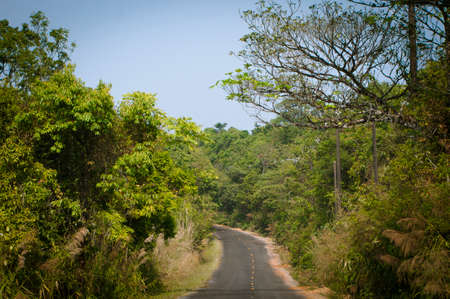 Asphalt road in the middle of the woods.の写真素材