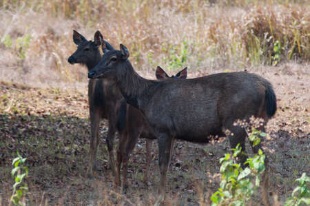 Deer parents and children stood in the shade of treesの写真素材