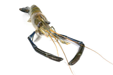 River Prawn on a white background.の写真素材