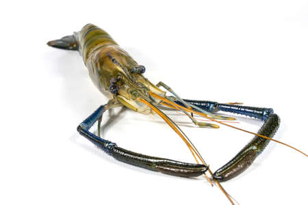 River Prawn on a white background.の写真素材
