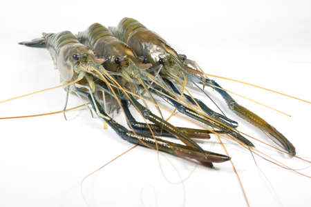 River prawn on a white backgroundの写真素材