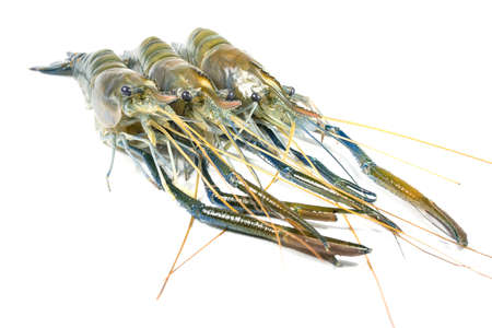 River prawn on a white backgroundの写真素材