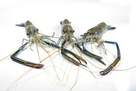 River prawn on a white backgroundの写真素材