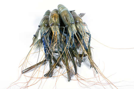 River prawn on a white backgroundの写真素材