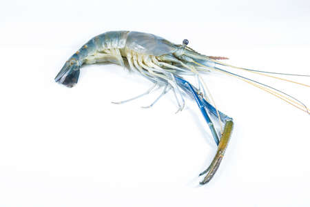 River Prawn on a white background.の写真素材