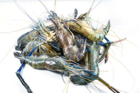River prawn on a white backgroundの写真素材
