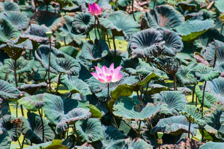 Lotus bloom in the pondの写真素材
