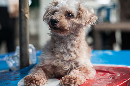Photography dog poodle . The focal point of the face