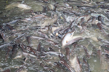 Pangasius fish that eat it upの写真素材