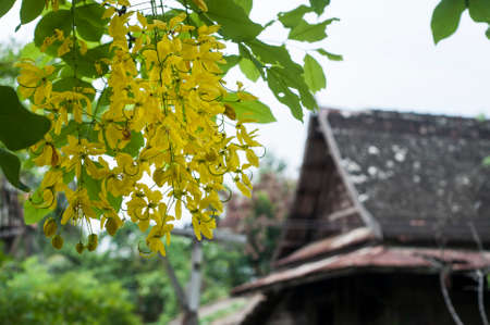 Flowering time shooting with focus on flowers and let the house be blurred .の写真素材