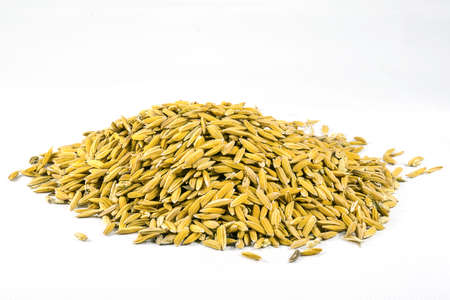 paddy lay piled on a white backgroundの写真素材