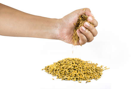 Paddy hands on a white backgroundの写真素材