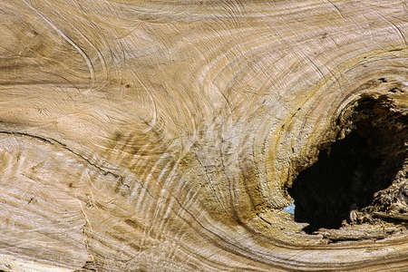 Tree timber texture for background.の写真素材