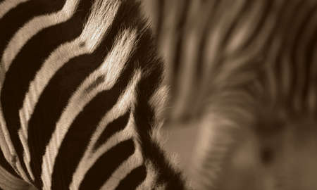A beautiful sepia tone abstract image of a zebra and its textures and patterns の写真素材