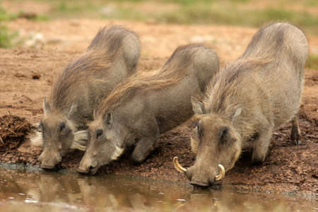 Three warthog having a drink の写真素材
