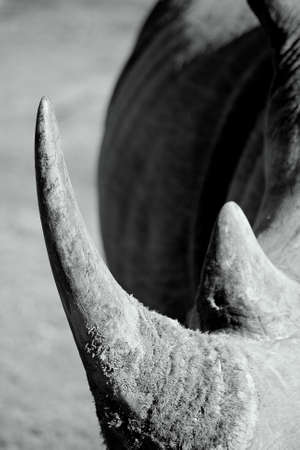 A black and white image of a rhinoceros horn の写真素材