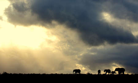 A beautiful African sunset with a herd of elephant の写真素材