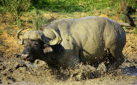 A big buffalo bull mud baths and splashes in a mud wallow in South Africaの写真素材