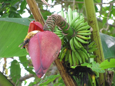 Banana tree flower with small developing bananasの写真素材