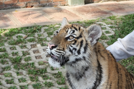 Asian tiger cubの写真素材