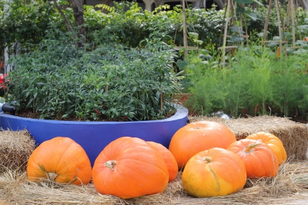 pumpkinsの写真素材