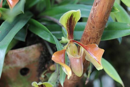 pathiopedilum orchidの写真素材