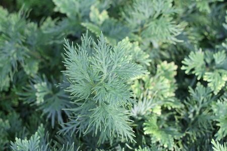 unusual plantの写真素材
