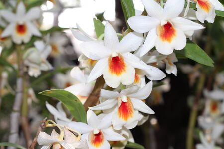 laelia orchid flowersの写真素材