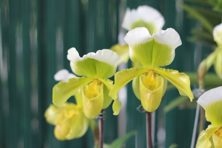 pathiopedilum orchidの写真素材