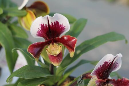 Paphiopedilum flowersの写真素材