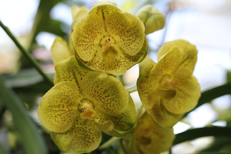 vanda orchidsの写真素材