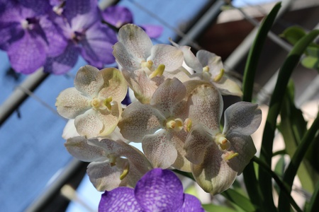 vanda orchidsの写真素材