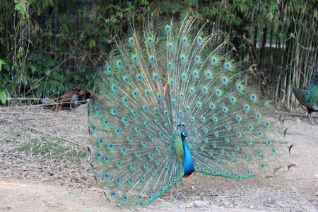peacockの写真素材