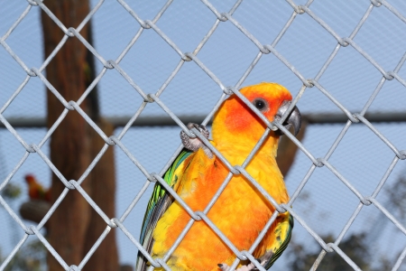 Sun Conures