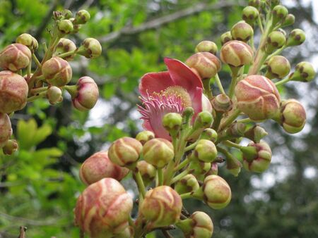 Cannon Ball Tree Flowerの写真素材