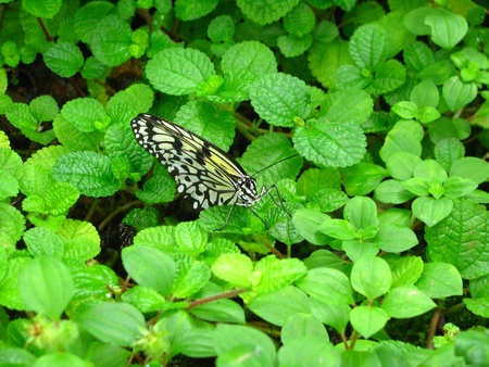 Paper Kite butterflyの写真素材